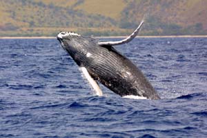 NOAA image of North Pacific humpback whale.