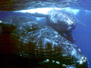 NOAA image of North Pacific humpback whales.