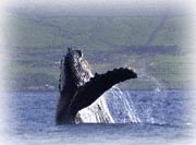breaching whale