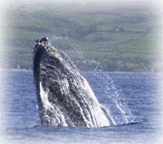 breaching humpback