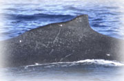 whale research identification
