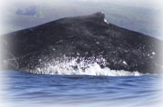 whale research identification