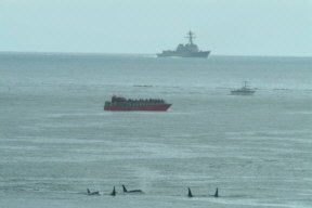 Navy sonar harasses orca