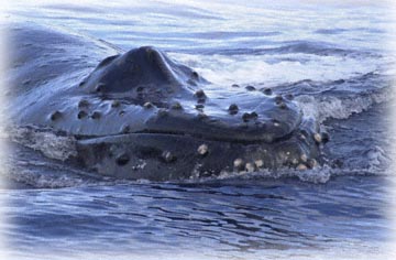 humpback research