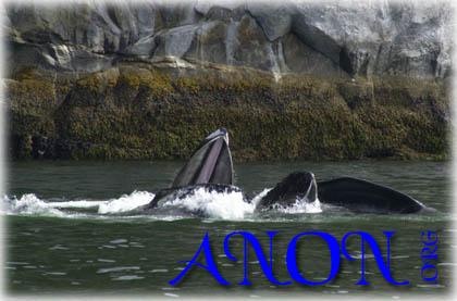 humpback lunge feeding