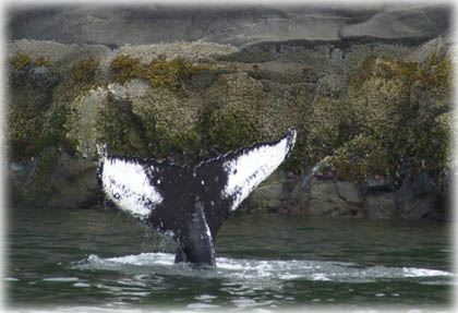 Humpback photo id in Chatham Sound