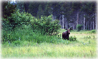 alaska wildlife moose