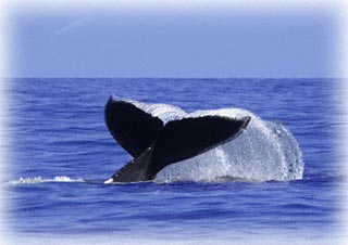 humpback acoustics research