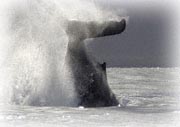 tail slapping humpback