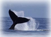 humpback tail slap